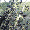 Manfacturer Versorgung Chinese Black Goji Beeren